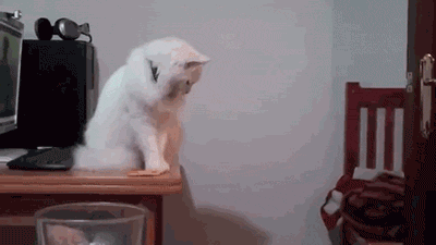 кошка худший сосед по комнате, худшие кошки в мире, кошки шкодничают