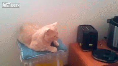 Смешные, любопытные, кошки, анимация, гифки
