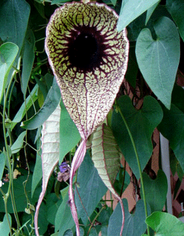 worlds_smelliest_flower_16s (367x470, 138Kb)