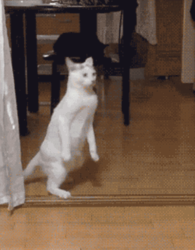 кошка худший сосед по комнате, худшие кошки в мире, кошки шкодничают