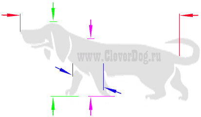 Определение размеров будки для собаки