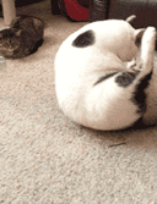 смешные и забавные коты