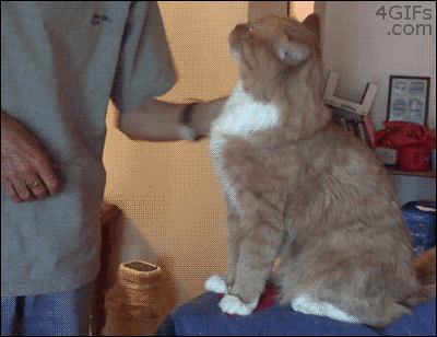 Petting a Cat Makes You Happier Petting a Cat Makes You Happier