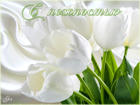 Белые тюльпаны с нежностью Цветы анимация