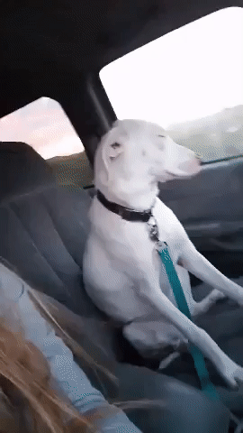 Я не сплю, не сплю! Я не сплю, не сплю!