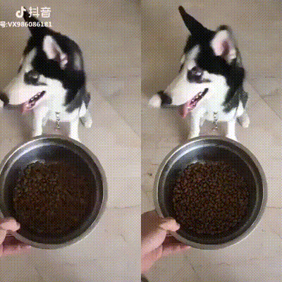 Эти гифки с животными сделают ваш день!