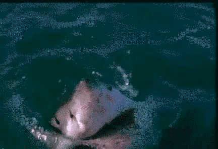 Возможные номинанты на премию Дарвина (30 гифок)