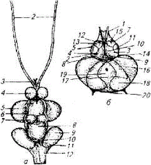 Строение головного мозга рыбы. Головной мозг карпа. Строение головного мозга Карп обыкновенный. Рисунок головного мозга карпа.