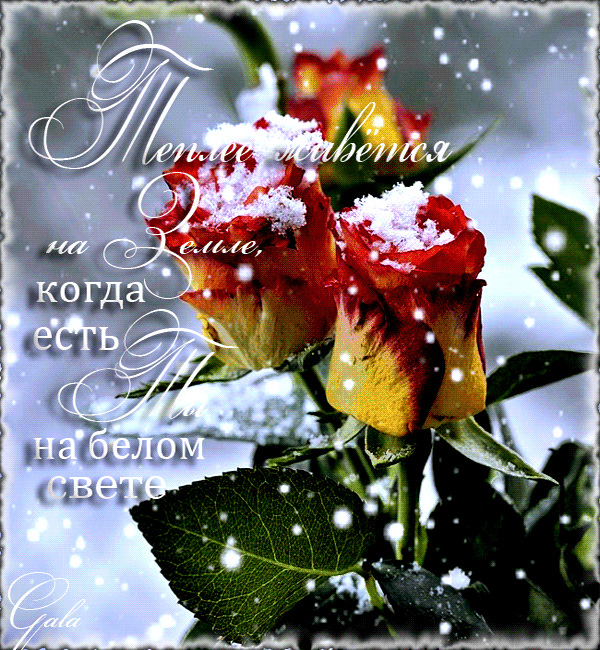 Доброго дня мерцающие зимние. Цветы для хорошего зимнего настроения. Зимние розы с пожеланием. Хорошего дня красивые зимние цветы. Зимние цветы для тебя.