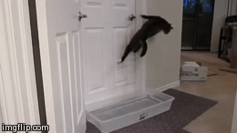 source: imgur.com Котониндзя. Пушистые воины