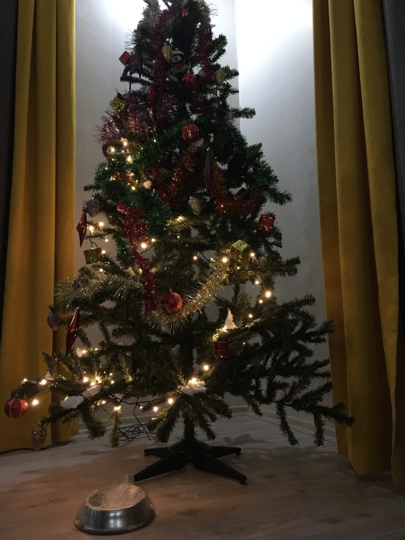 Годо, животные, история, котенок, кошка, спасение, фотография