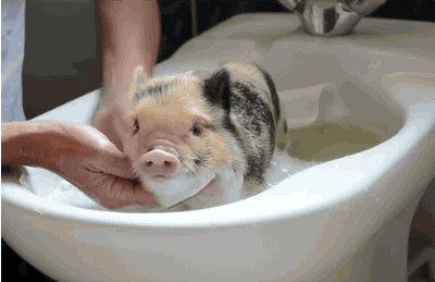 Животные принимающие ванну - самая милая вещь в мире