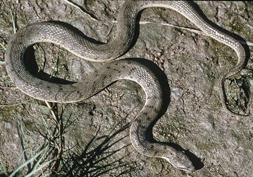 AquaticSnake.org
