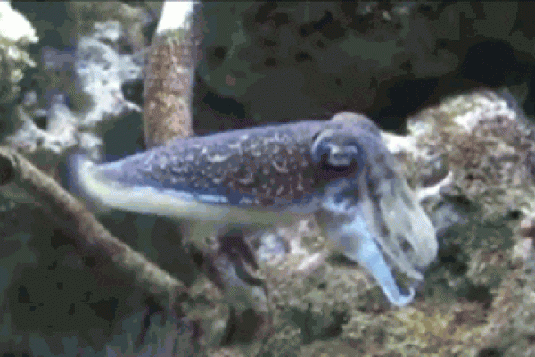 Каракатица. Каракатица gif. Чернильная каракатица. Каракатица меняет цвет. Головоногие моллюски чернила