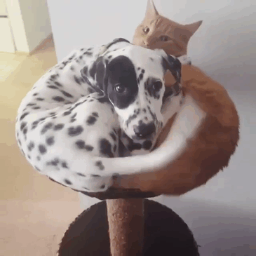 dogs-who-think-theyre-cats-22-598073c02ca1a_605.gif