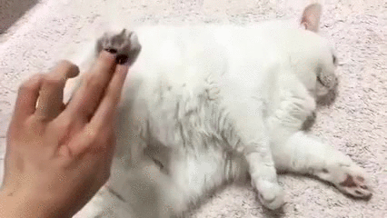 гифки, демотиваторы, коты