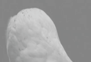 Owl Wow GIF