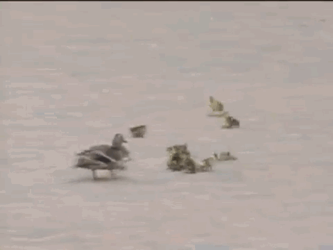 Смешные животные, которые с утра встали не с той ноги животыне не стой ноги, смешные животные gif, уморительные животные, животные ситуации