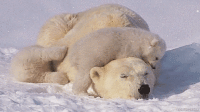 Гифка полярный медведь, медведь, животные,  gif картинки, природа,  гиф анимация скачать бесплатно 
