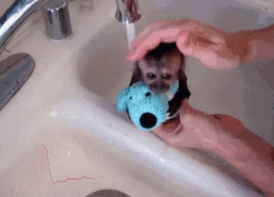 20 умилительных домашних животных, которые обожают принимать ванну