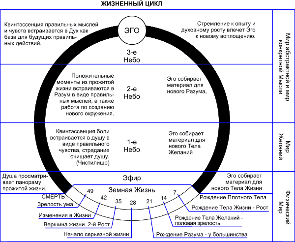 Жизненный цикл в психологии. Семилетние циклы в жизни человека таблица. Циклы жизни человека по 12 лет. Циклы жизни человека по годам. Жизненный цикл человека схема.