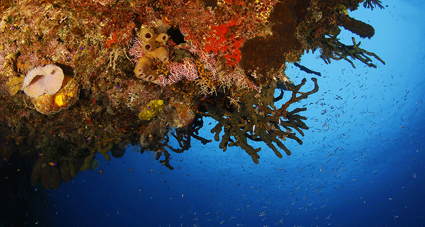 Cuban corals