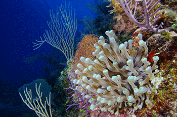 coral ecosystem