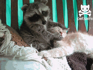 енот, Домашний, любимец
