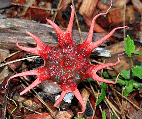 Aseroe rubra