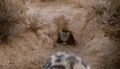 Черноногая кошка — самый беспощадный охотник в мире
