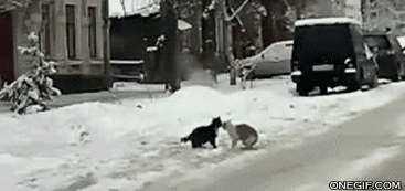 разное, животные