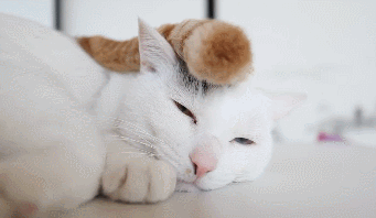 Кототерапия. Огромная порция позитива!