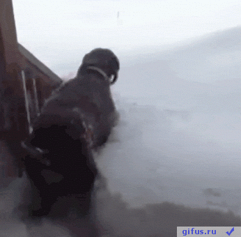 40 очаровательных животных в снегу животные, зима, милота, позитив, снег