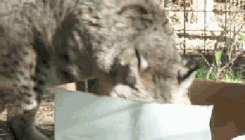 catstuff06 Большие кошки, которые просто хотят заниматься обычными кошачьими делами