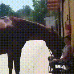 Лошадка Лошадка