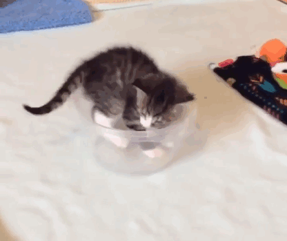 Кошки помещаются во всем