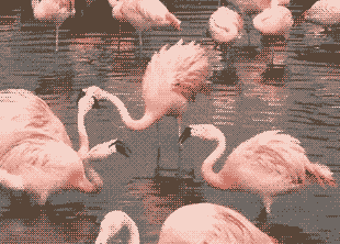 Фламинго сформировали крепкую дружбу на года