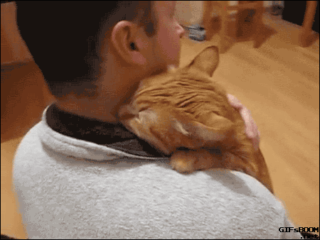 Кототерапия. Огромная порция позитива!