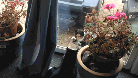 Кототерапия. Огромная порция позитива!