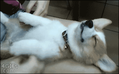 корги самые милые собаки в интернете