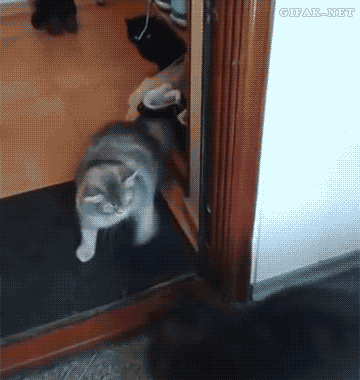 Котониндзя. Новая часть