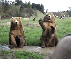медведи ведут себя как люди, медведи гифки, медведи анимация, смешные медведи