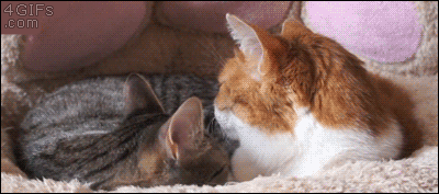 Hosted by imgur.com Кототерапия. Продолжение